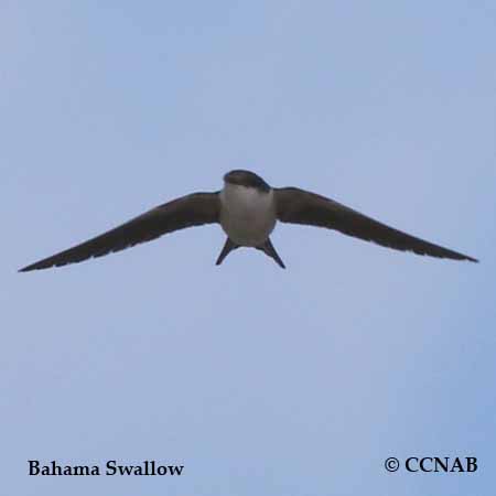 Bahama Swallow