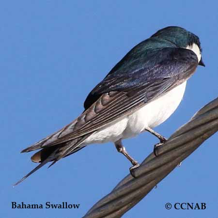 Bahama Swallow