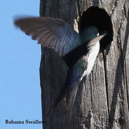 Bahama Swallow