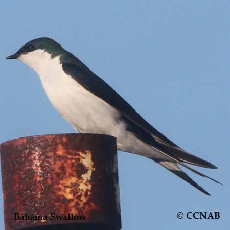 Birds of North America