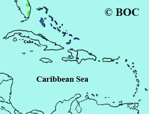 Bahama Woodstar range