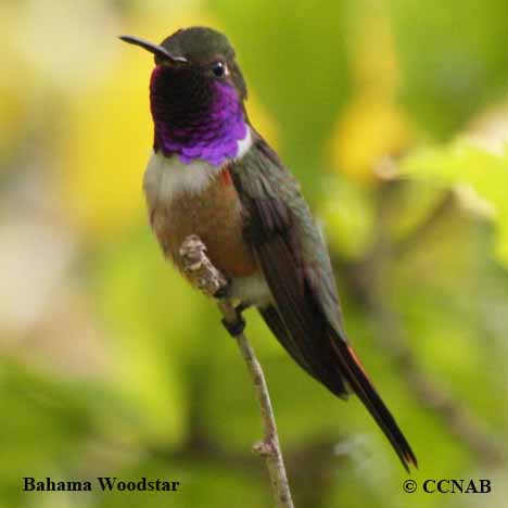 Birds of Cuba