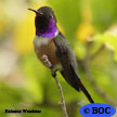 Bahama Woodstar