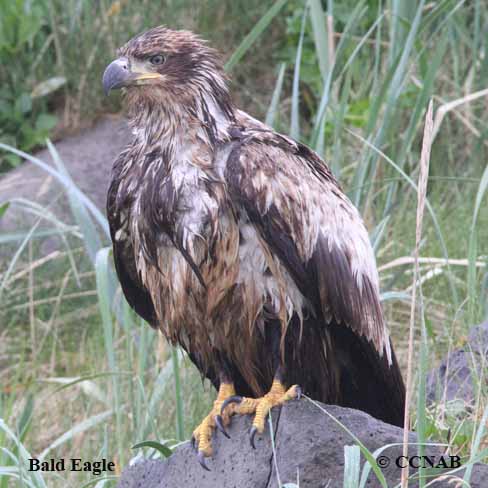 Birds of North America