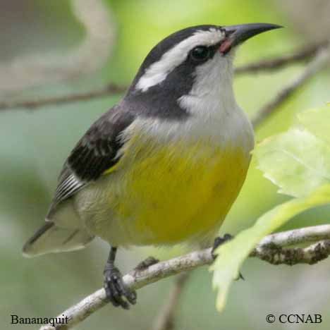 Birds of Cuba