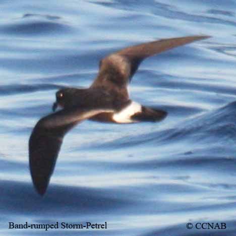 Band-rumped Storm-Petrel