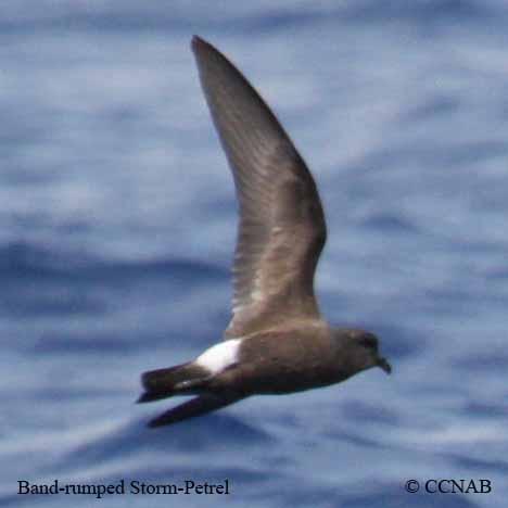 Band-rumped Storm-Petrel