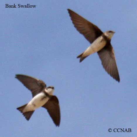 Bank Swallow