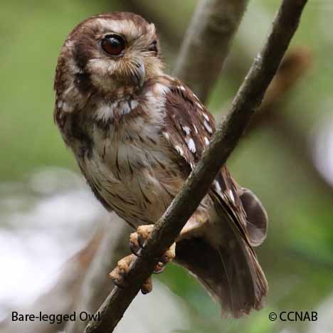 Birds of North America