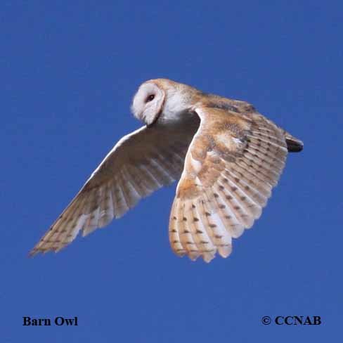 Barn Owl