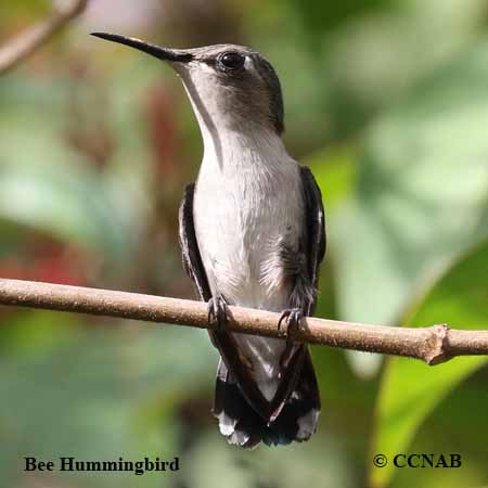 Birds of North America