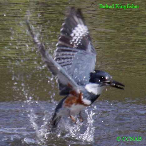 Belted Kingfisher