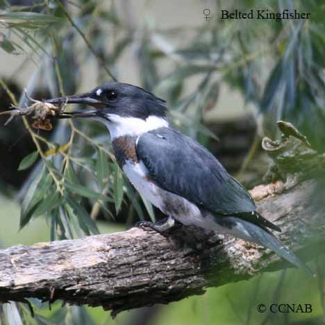 Belted Kingfisher