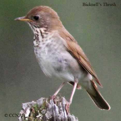 Birds of North America