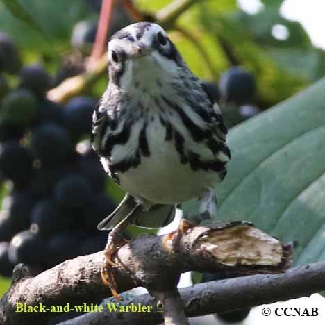 Black-and-white Warbler