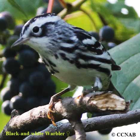 Black-and-white Warbler