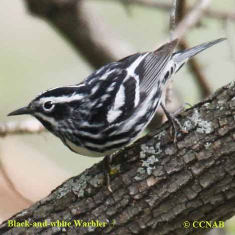 Black-and-white Warbler