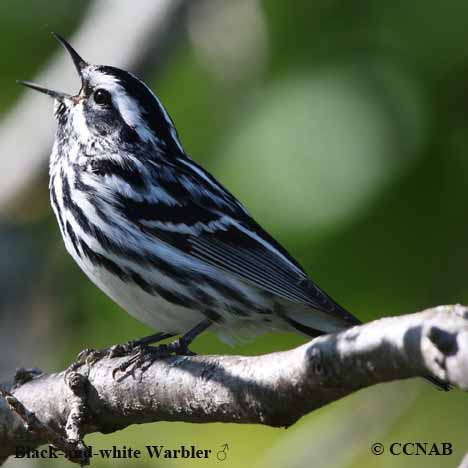 Birds of North America