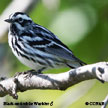 Black-and-white Warbler