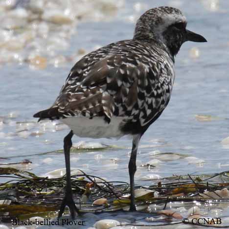 Black-bellied Plover