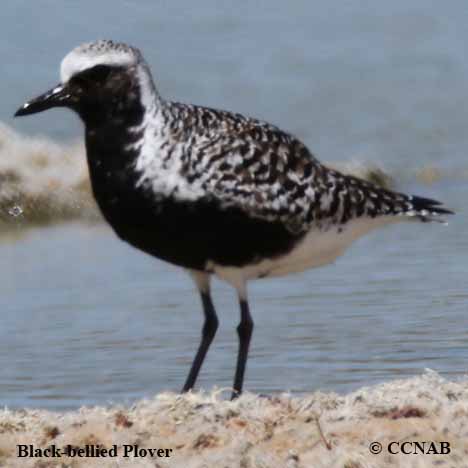 Birds of Cuba