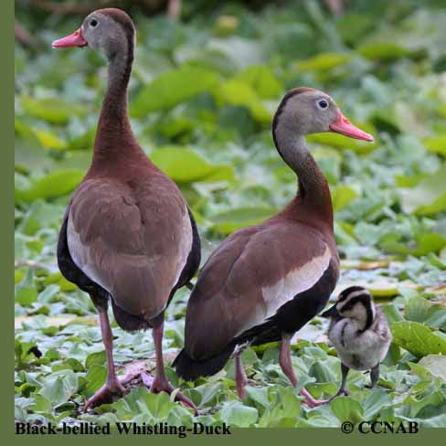 Birds of North America