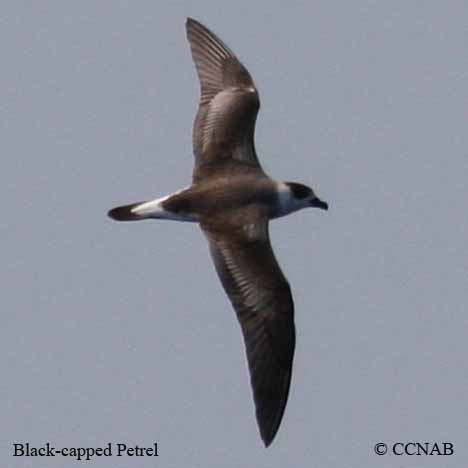 Black-capped Petrel