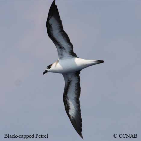 Black-capped Petrel