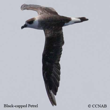 Birds of Cuba