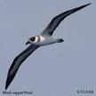 Petrel