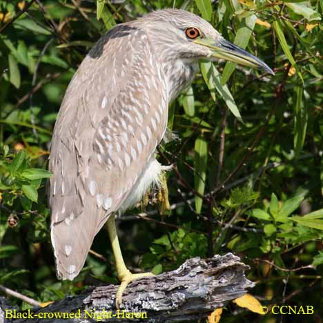 Black-crowned Night-Heron