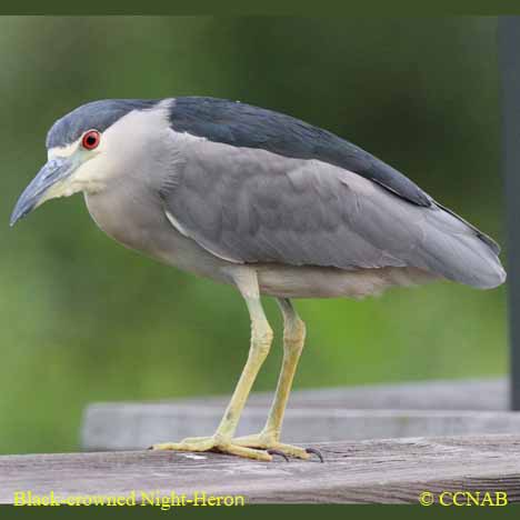 Birds of Cuba