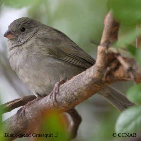 Black-faced Grassquit