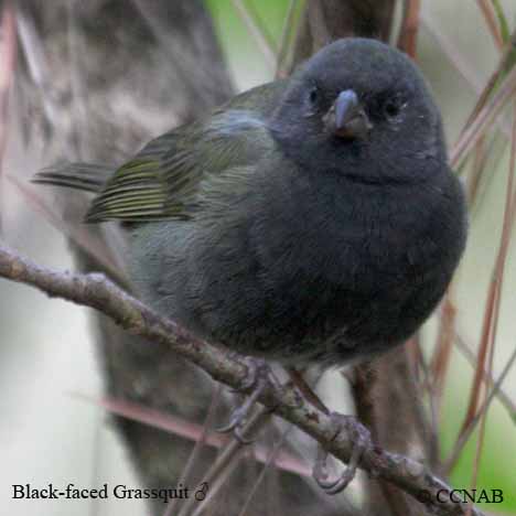 Birds of North America