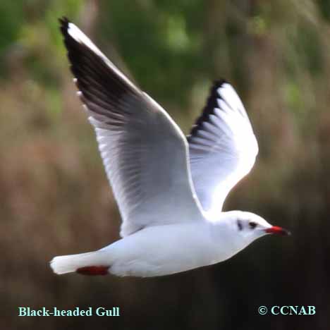 Black-headed Gull