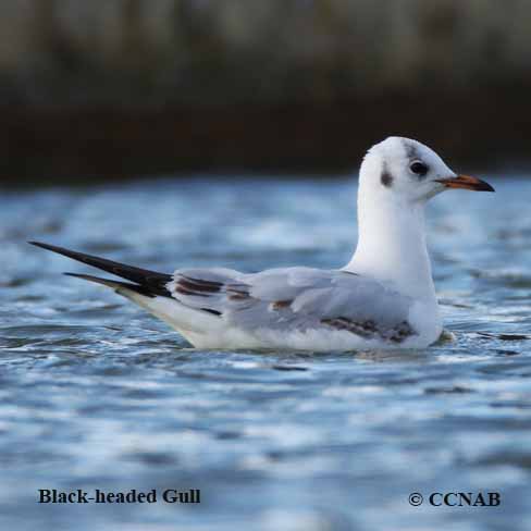 Black-headed Gull