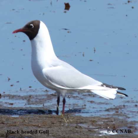 Black-headed Gull