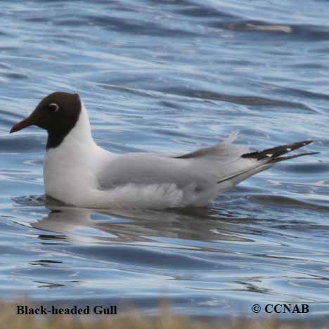 Birds of North America