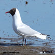 Black-headed Gull