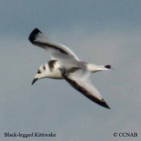 Black-legged Kittiwake