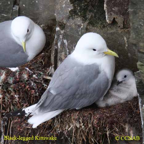 Black-legged Kittiwake