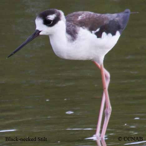 Black-necked Stilt