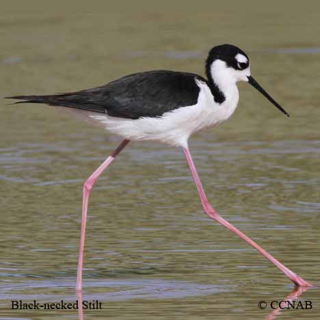 Black-necked Stilt