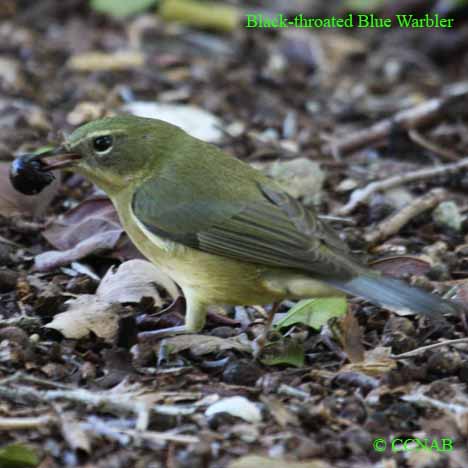 Black-throated Blue Warbler