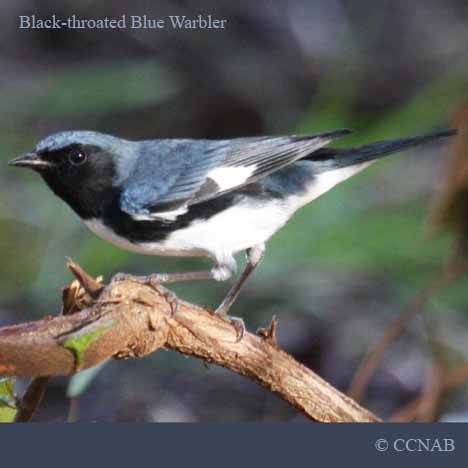 Black-throated Blue Warbler