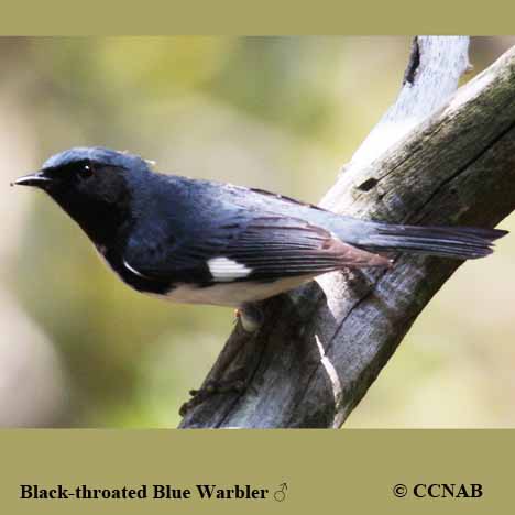 Black-throated Blue Warbler | Birds of Cuba | Cuban Birds