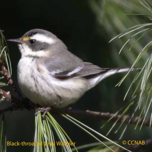 Black-throated Gray Warbler