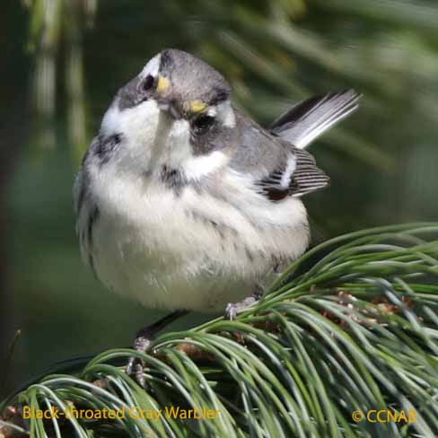 Black-throated Gray Warbler