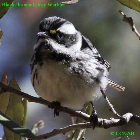 Black-throated Gray Warbler