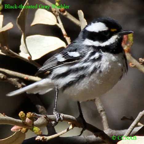 Black-throated Gray Warbler